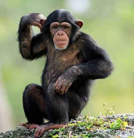 猩猩英语怎么说图片
