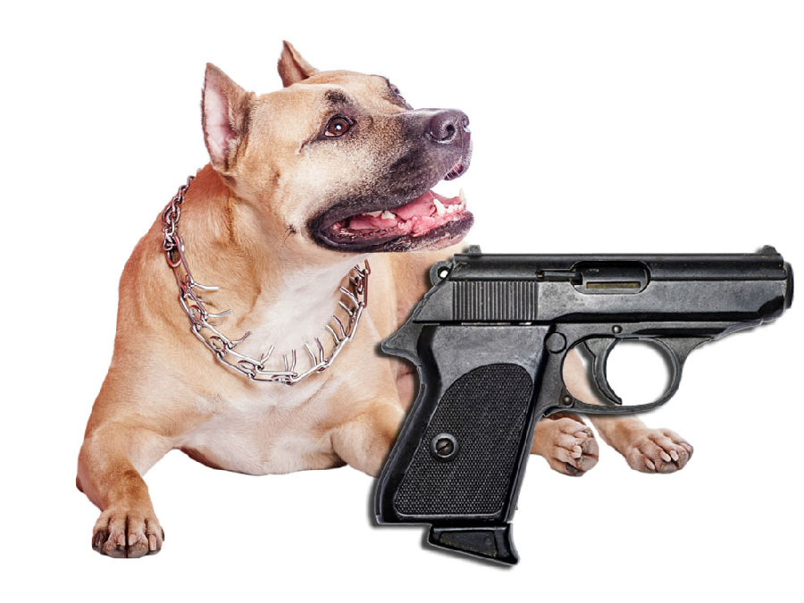 一只狗拿枪的图片图片
