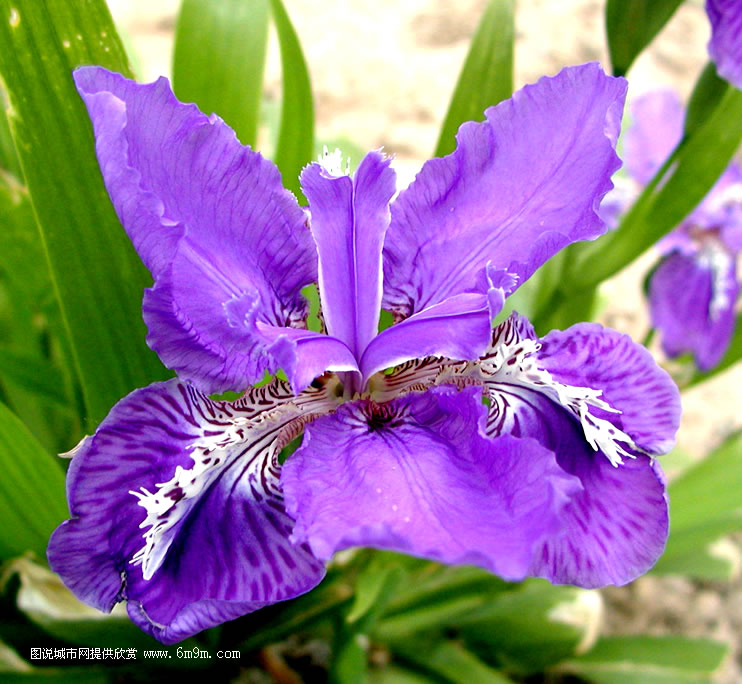 國花系列:iris(法國)